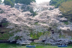 千鳥ヶ淵は満開です