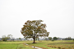 雨の欅