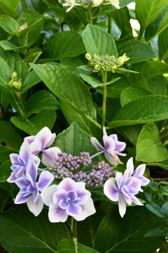 我が家の紫陽花（金平糖）