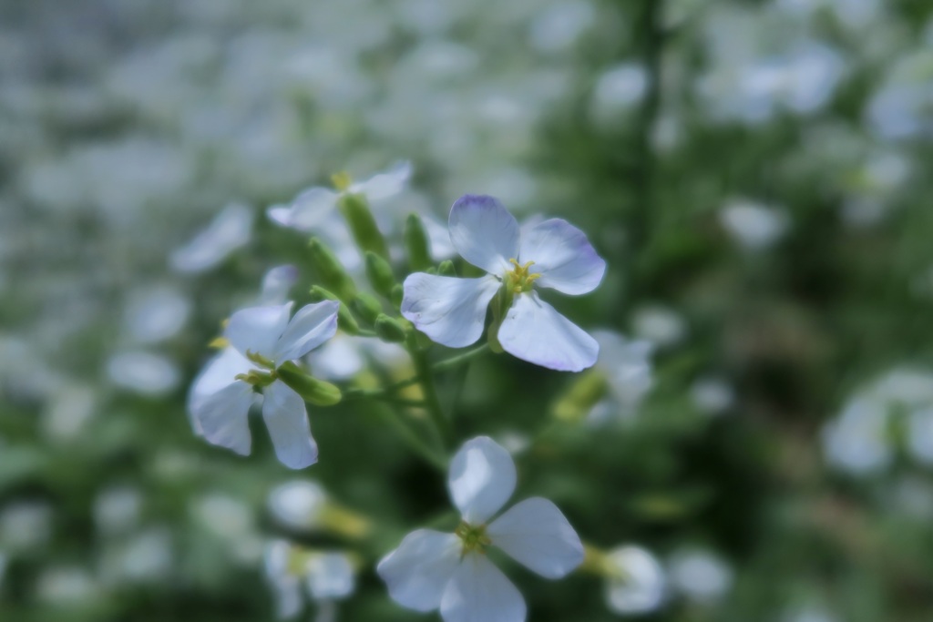 大根の花