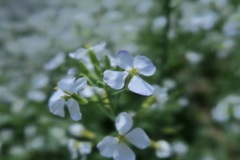 大根の花