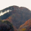 杉の稜線