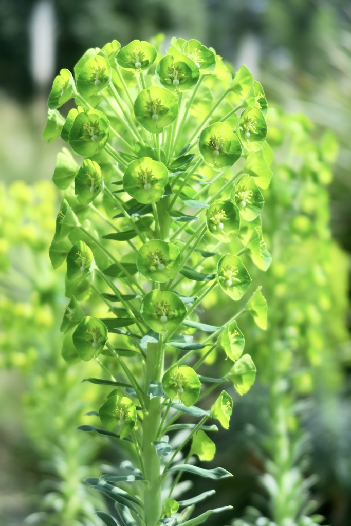灯台草　これも花です