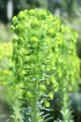 灯台草　これも花です