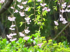 終わりに近いしだれ桜