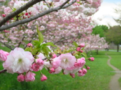 牡丹桜