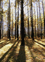 メタセコイアの森