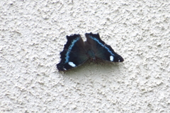 我が家の壁に ルリタテハ