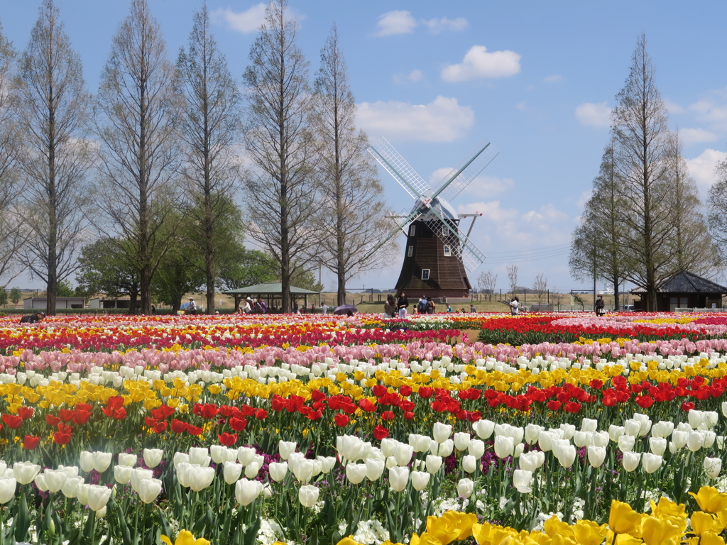 チューリップの園