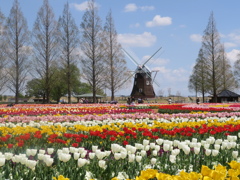 チューリップの園