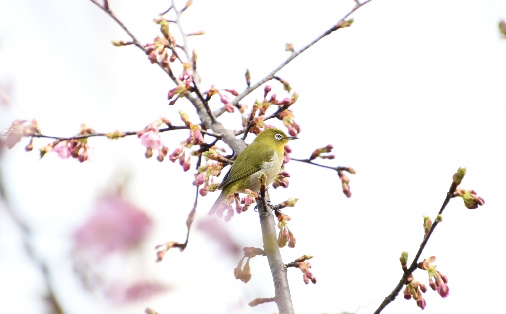 河津桜のメジロ