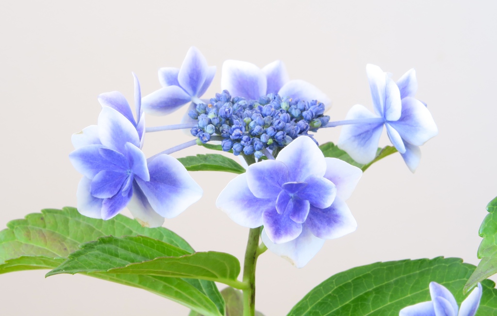 額紫陽花　金平糖２