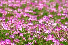 最近では見かけなくなったレンゲの群生