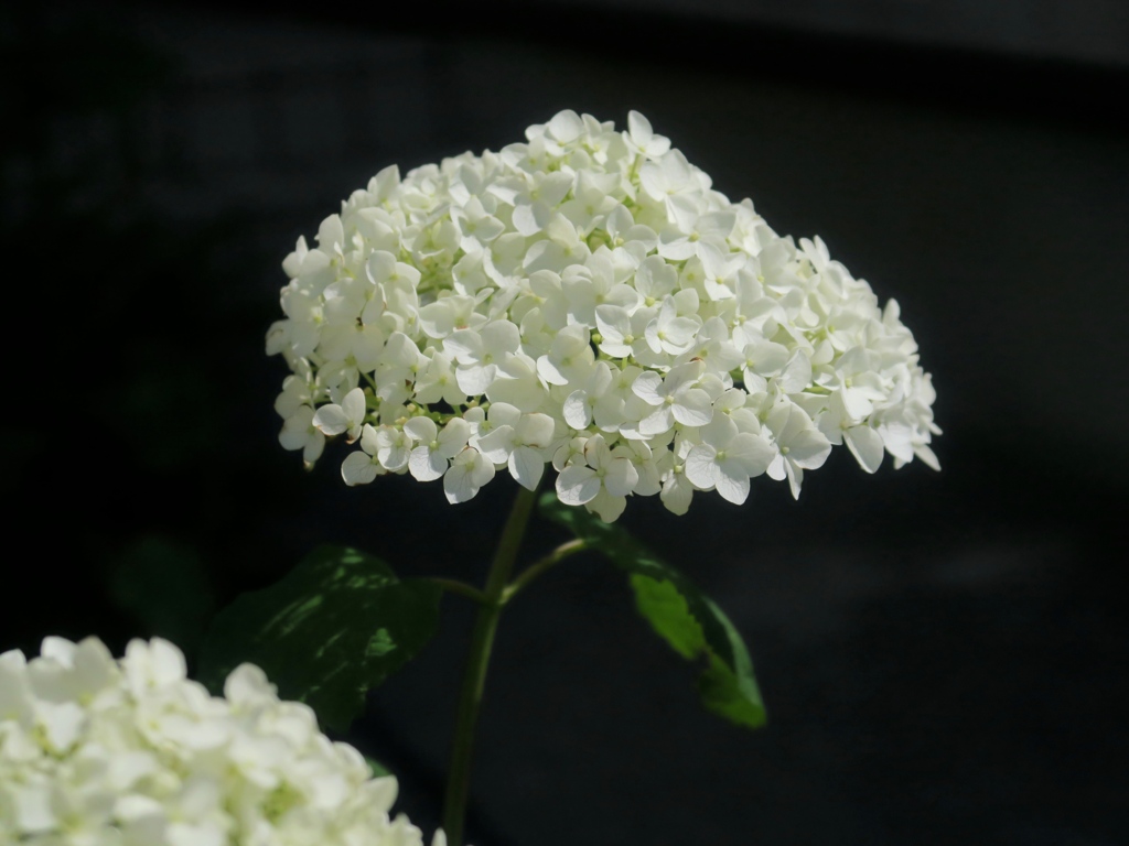 我が家の紫陽花