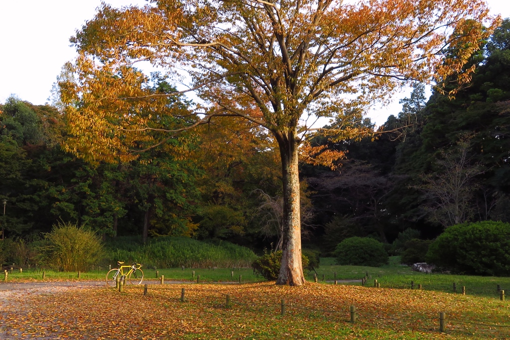 サイクリングの途中