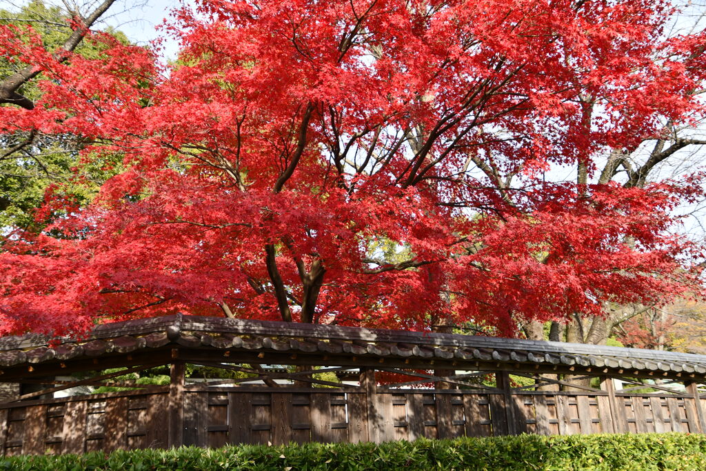 紅葉　花田苑