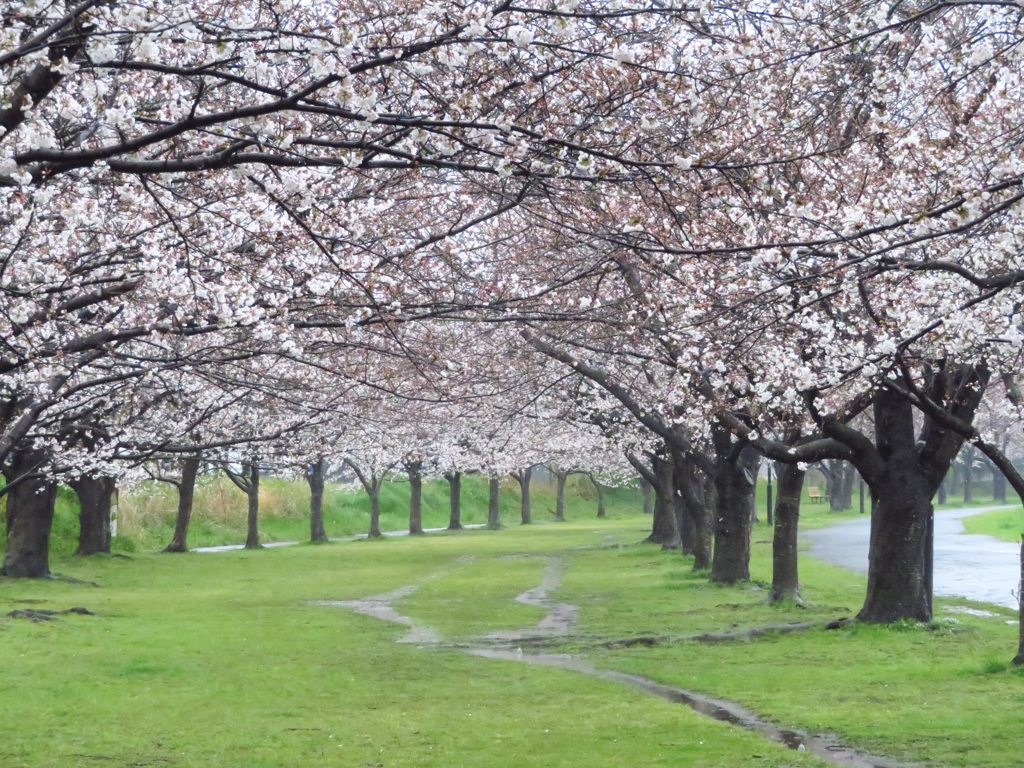 近所の桜並木