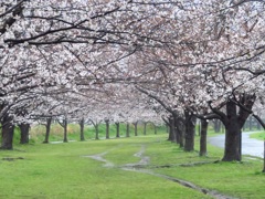 近所の桜並木