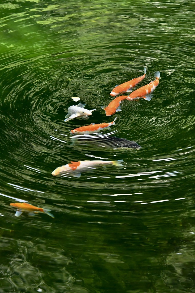 鯉がいる池　２