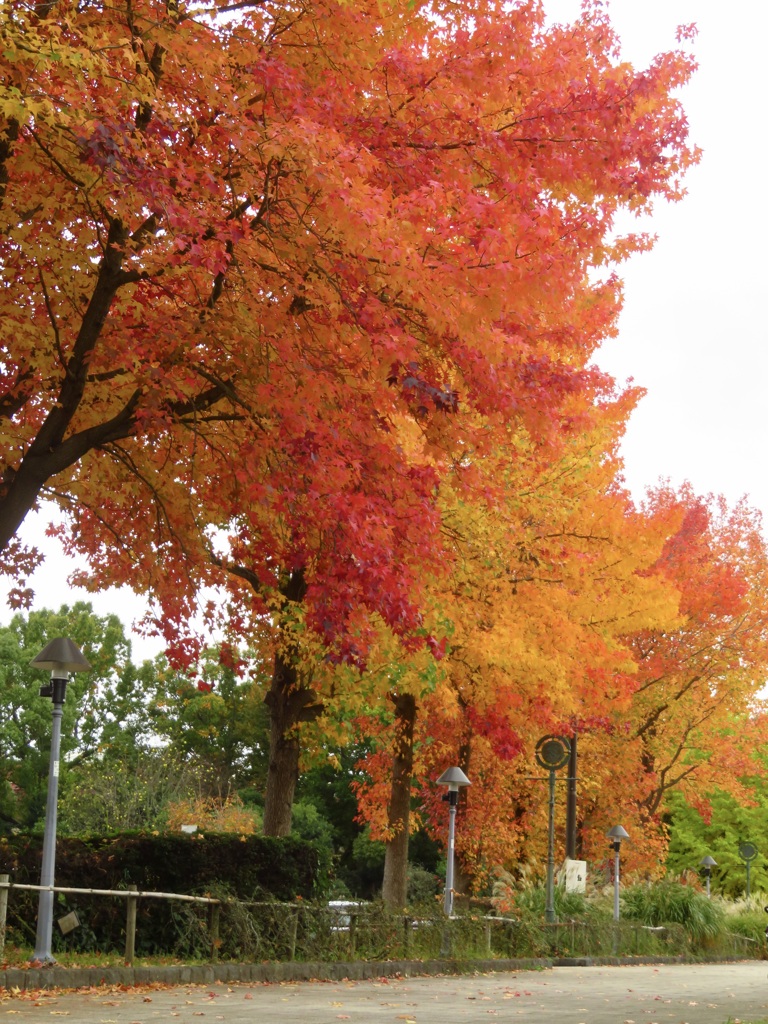 関東平野でも紅葉