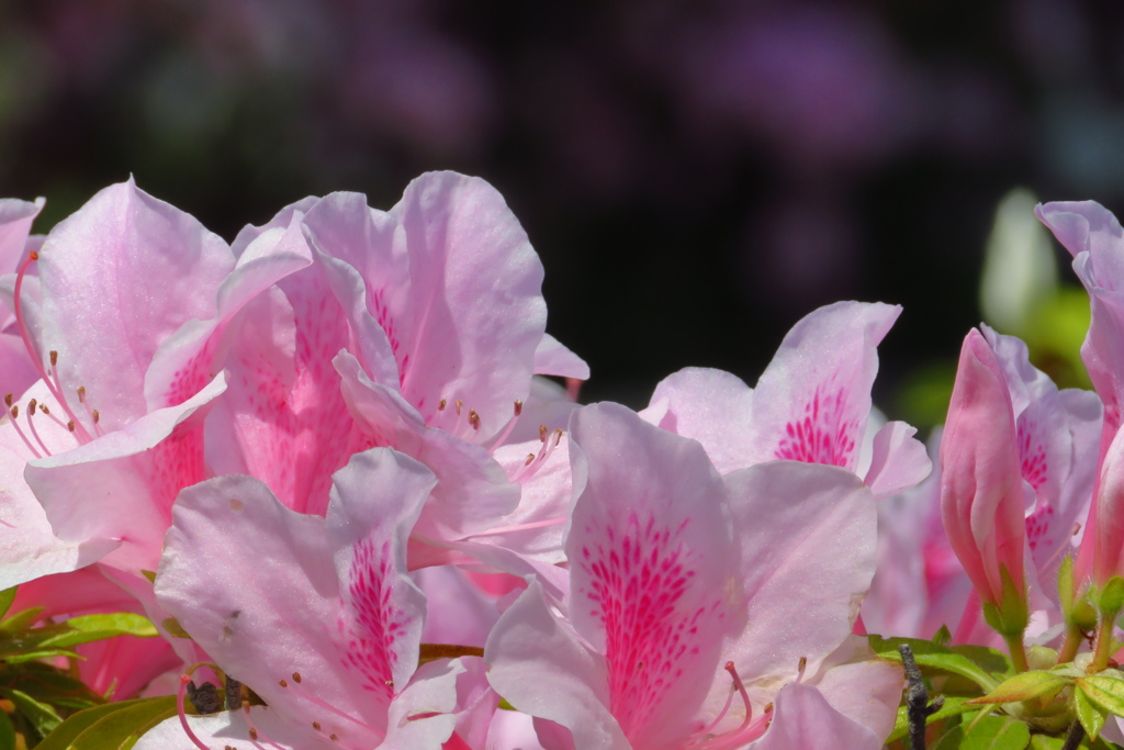 歩道の植え込みのツツジ