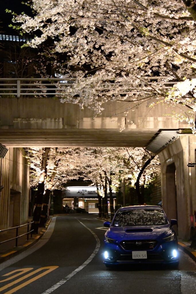 都心の夜桜