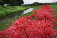 川辺の彼岸花