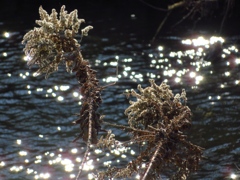 セイタカアワダチソウ