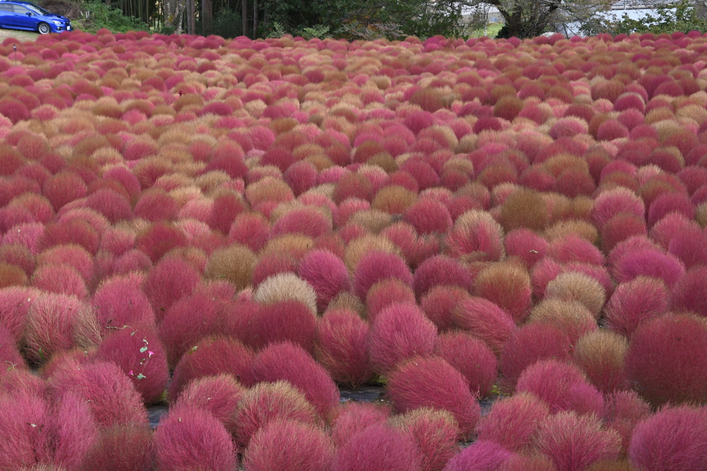 伊賀野の花畑