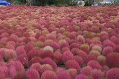 伊賀野の花畑