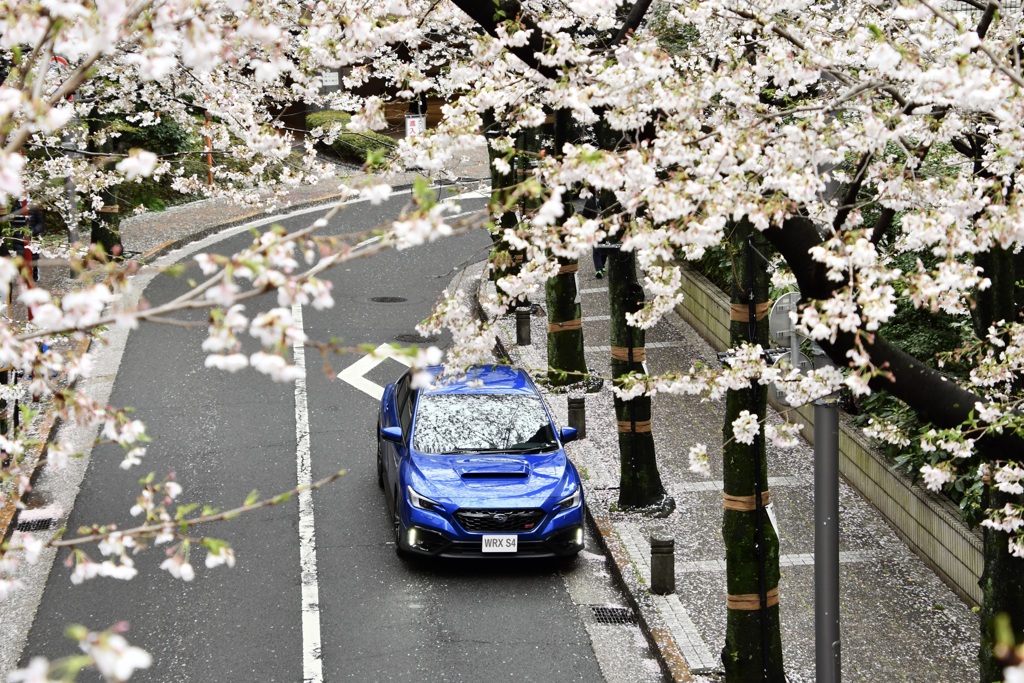 桜並木