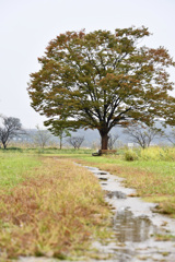 雨の欅　その２
