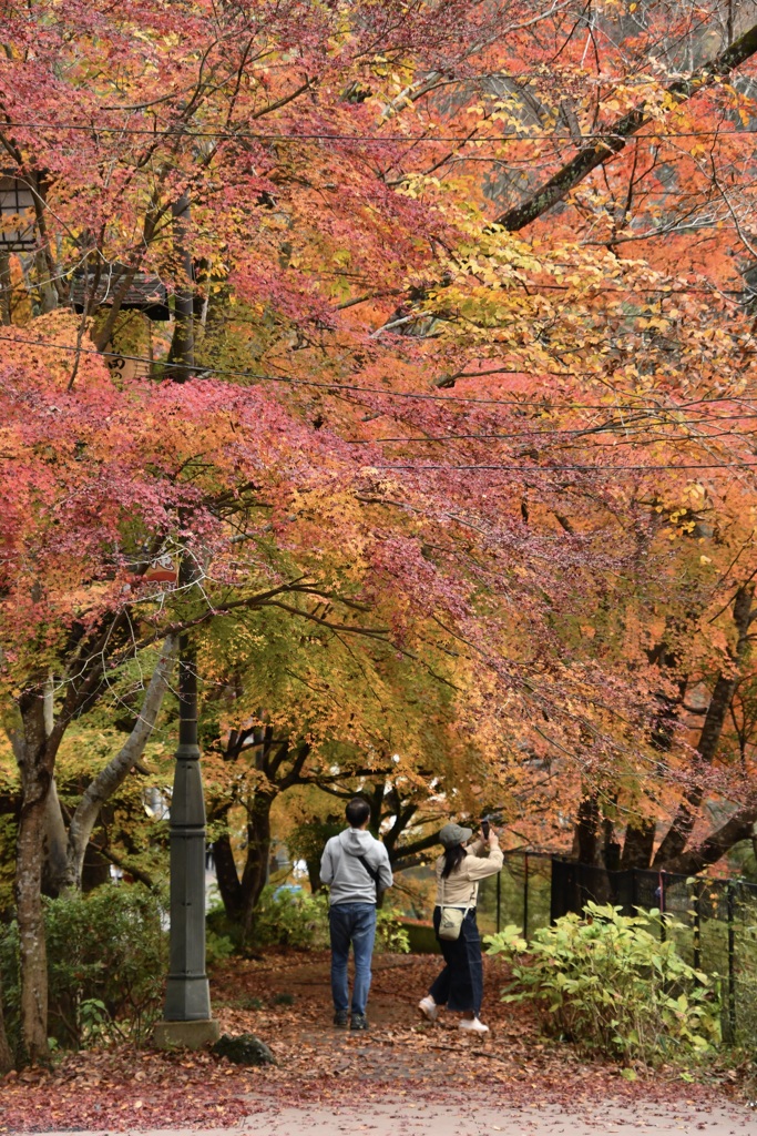 袋田の紅葉