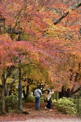 袋田の紅葉