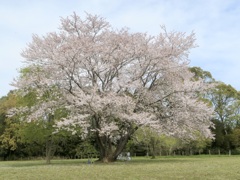 一本桜