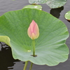 つわものの蕾