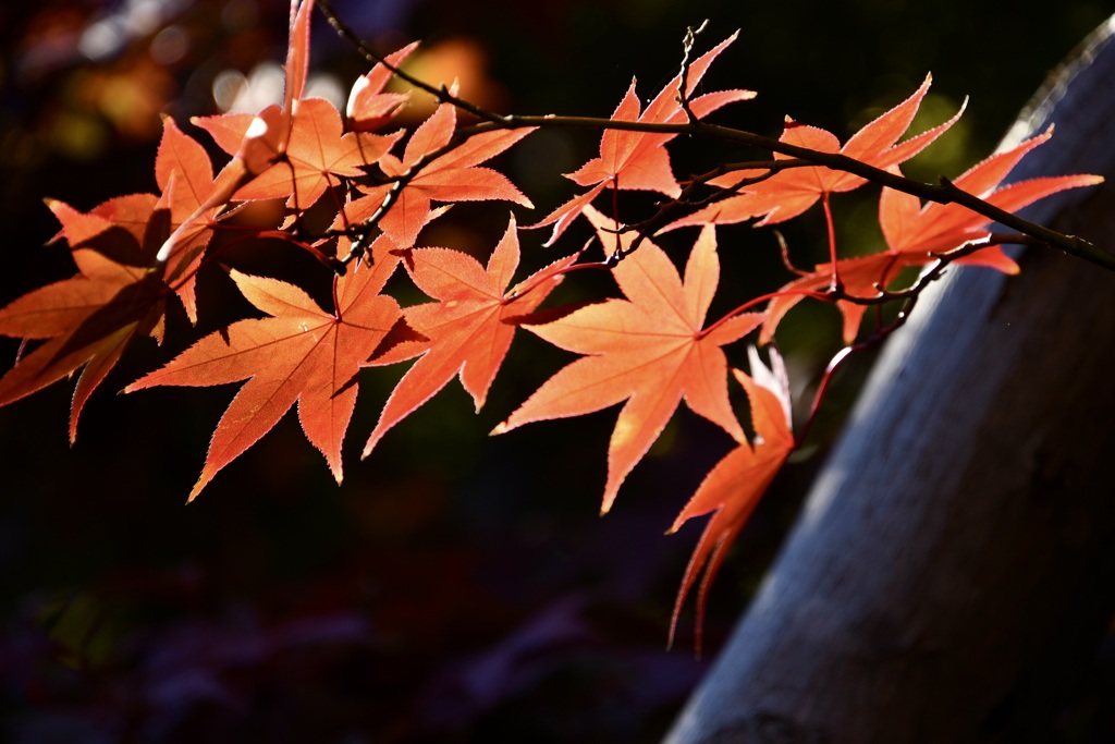 木漏れ日の紅葉