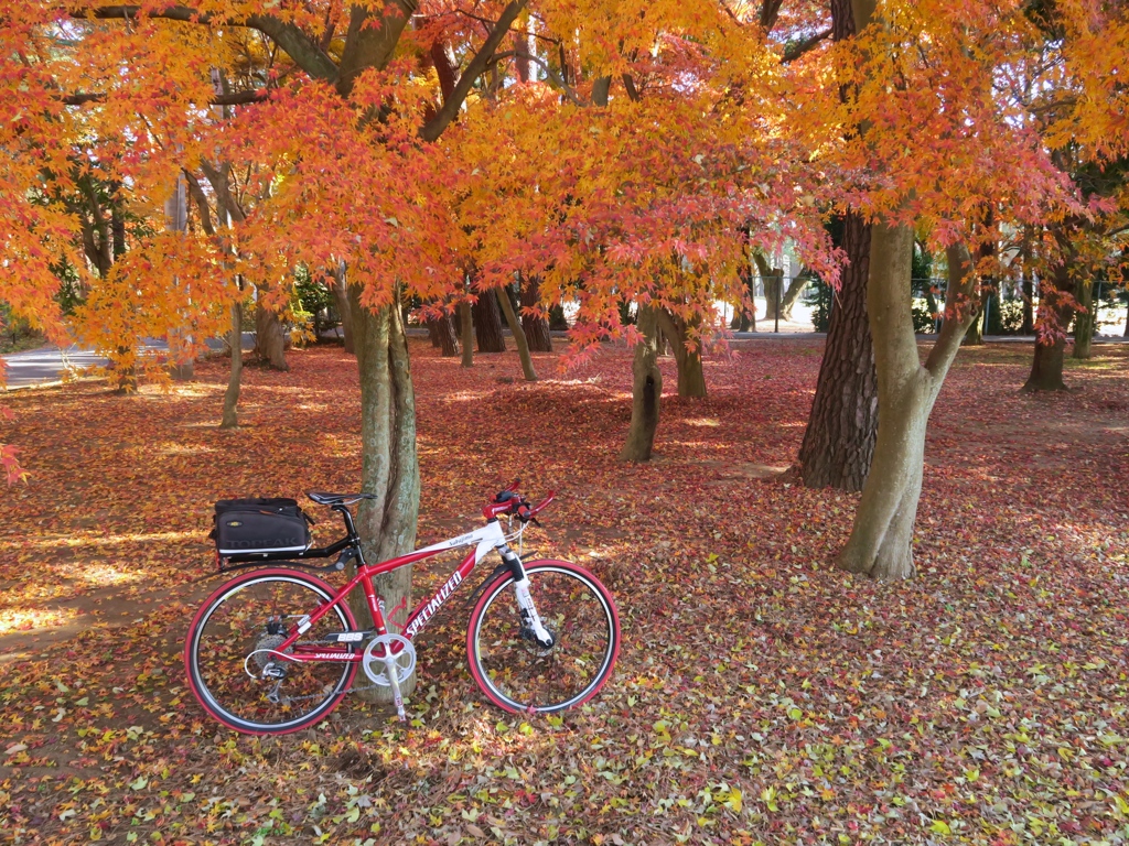 紅葉と自転車