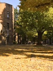 東大の銀杏