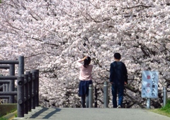 ま・ん・か・い