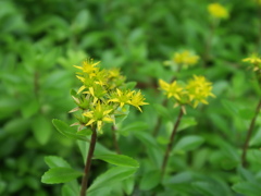 キリンソウ