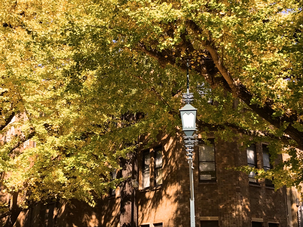 東京大学の銀杏