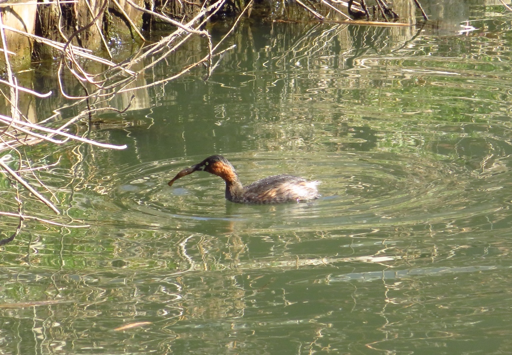 小魚を捕まえたカイツブリ