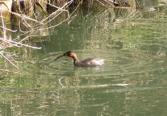 小魚を捕まえたカイツブリ