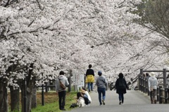 近所の遊歩道