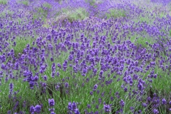 ラベンダー ラベンダー