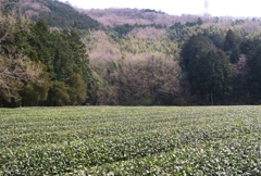 茶畑