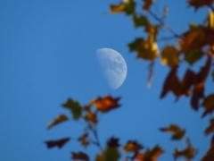 夕方の月