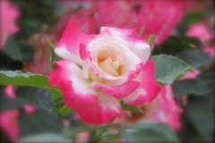 柏の葉公園バラ園　３