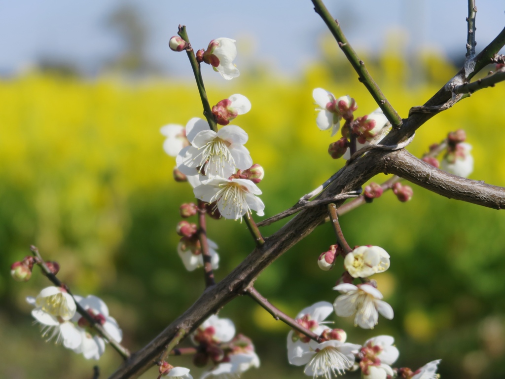 もうすぐ春　その３